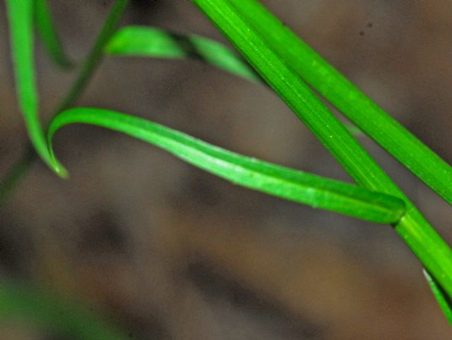 Una lunga spiga blu: Phyteuma betonicifolium